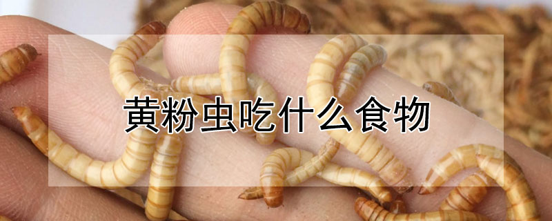 黄粉虫吃什么食物