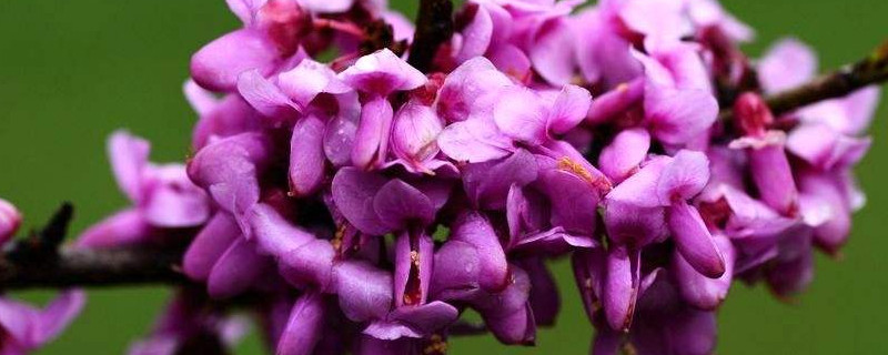 紫荆花有没有香味？紫荆花有香味吗