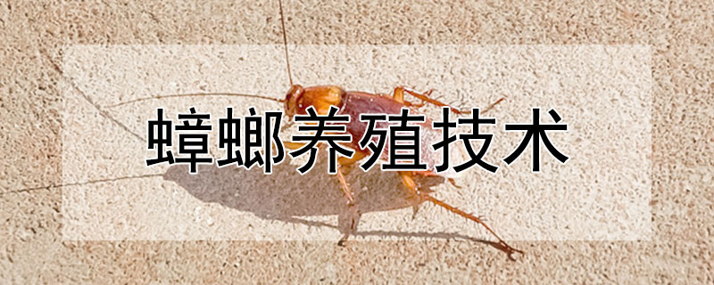 蟑螂养殖技术