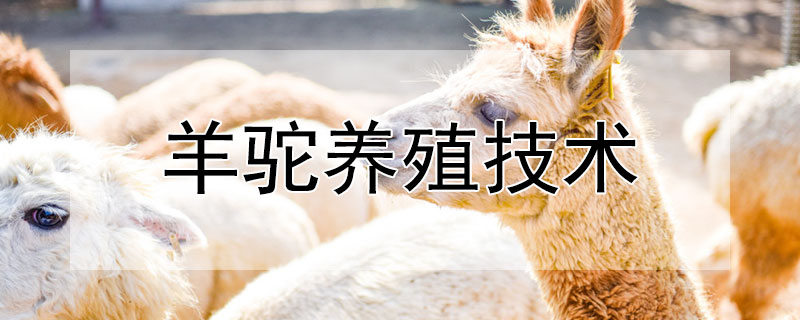 羊驼养殖技术