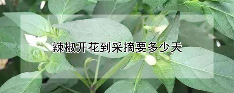 辣椒开花到采摘要几天？辣椒开花到采摘要多少天