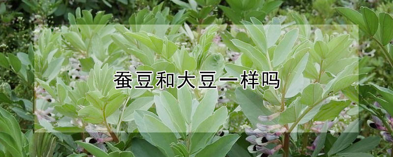 蚕豆和大豆一样吗