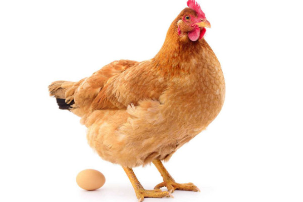 如何让鸡在固定地方下蛋