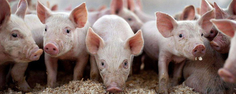 养猪怎么防止猪瘟