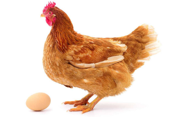 母鸡初次下蛋前征兆