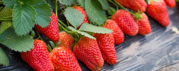 草莓怎样种植和管理