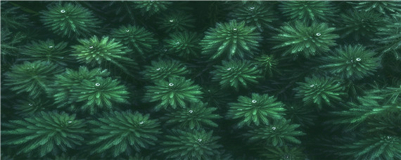 短绒藻怎么培育