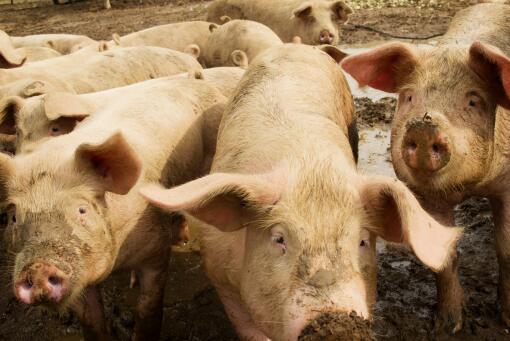 日本已扑杀生猪17万头-摄图网