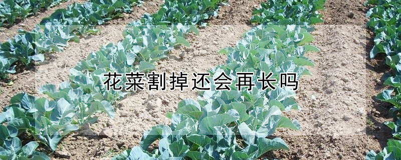 花菜割掉还会再长吗