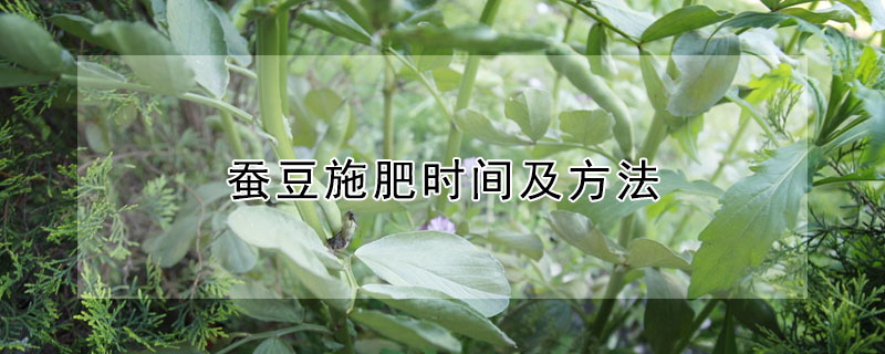 蚕豆施肥时间及方法