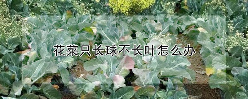 花菜只长球不长叶怎么办