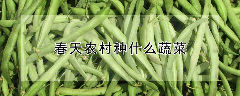 春季农村种植哪些蔬菜？春天农村种什么蔬菜