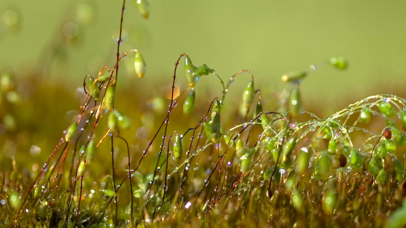 苔藓种子的种植方法？苔藓种子怎么种植方法