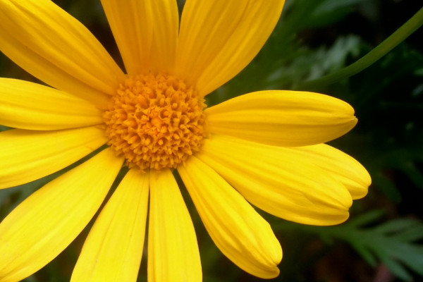 黄金菊花怎么种植方法