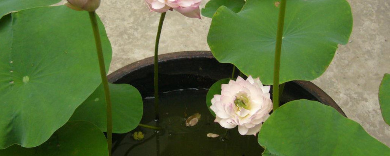 大水缸里荷花藕的种植方法？大水缸里荷花藕怎么种