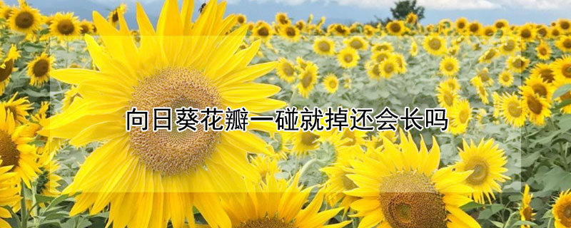 向日葵花瓣一碰就掉还能长吗？向日葵花瓣一碰就掉还会长吗