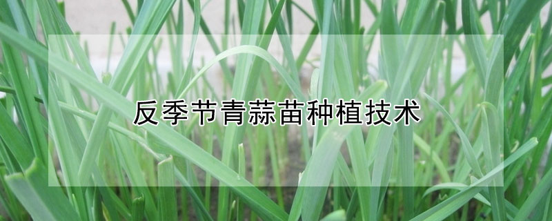 反季节青蒜苗种植技术