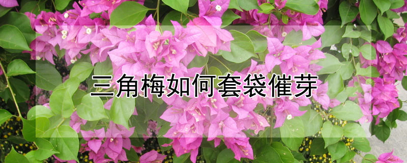 三角梅如何套袋催芽