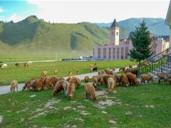 新疆羊的品种主要有哪些？新疆高校食堂大叔校园里追羊
