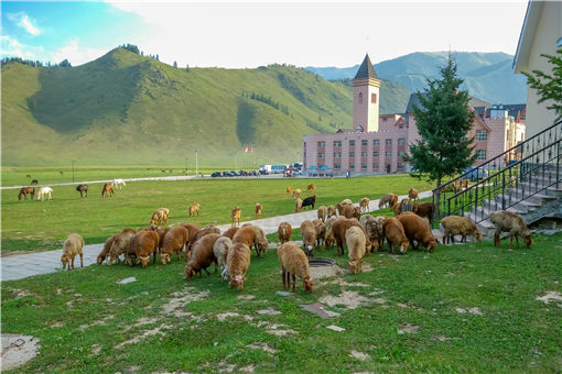 新疆高校食堂大叔校园里追羊-摄图网
