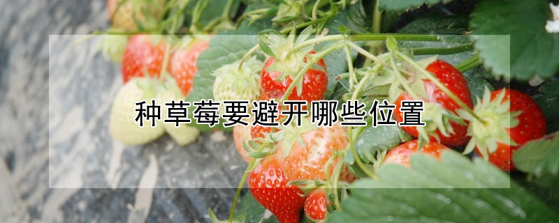 草莓种植要避开什么地方？种草莓要避开哪些位置