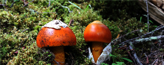 红蘑菇人工种植技术