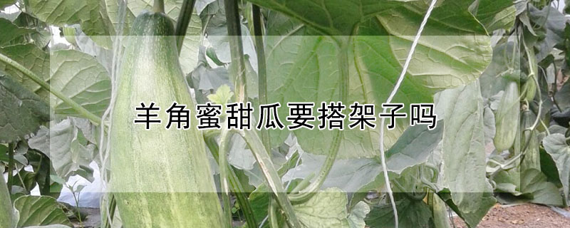 羊角蜜甜瓜要搭架子吗