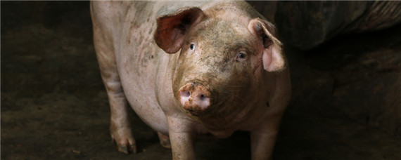 养猪发酵饲料技术