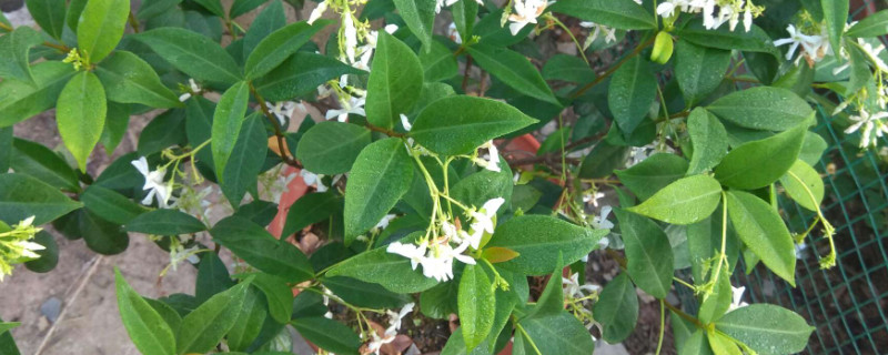 如何让风车茉莉多分枝？风车茉莉如何多出分枝