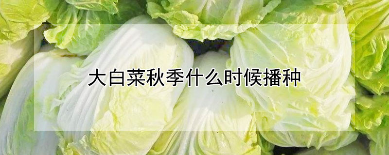 大白菜秋季什么时候播种