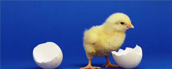 没有工具怎么孵化小鸡？怎么用普通方法孵小鸡？