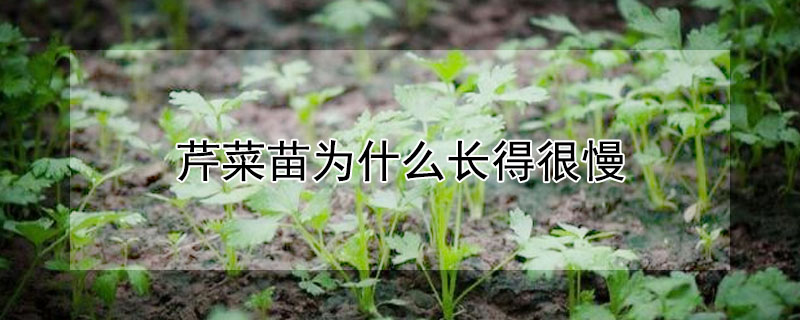 芹菜苗为什么长得很慢