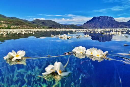 网红海菜花重现大理洱海-摄图网