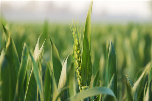小麦播种最佳时间-摄图网