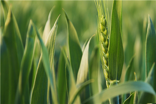 小麦播种最佳时间-摄图网