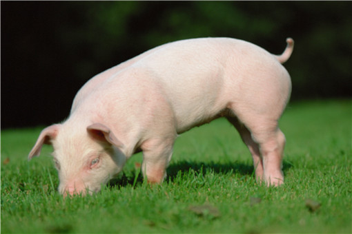 30斤小猪多少钱一只-摄图网