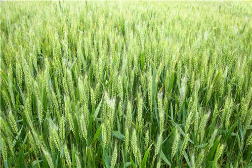 小麦高产种植技术要点有哪些-摄图网