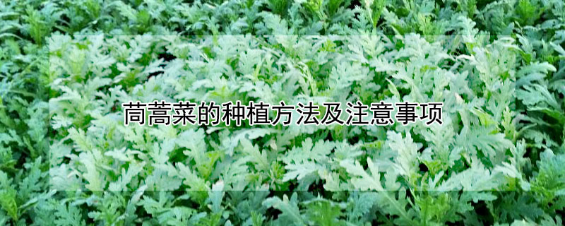 茼蒿菜的种植方法及注意事项