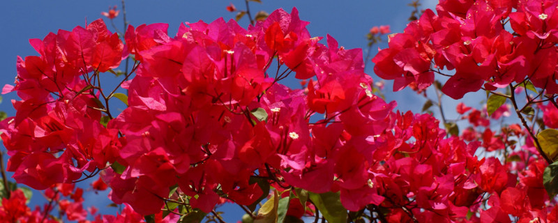 三角梅是什么市的市花？三角梅是哪个城市的市花