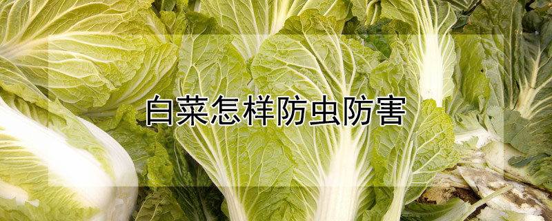 白菜如何防虫防害？白菜怎样防虫防害