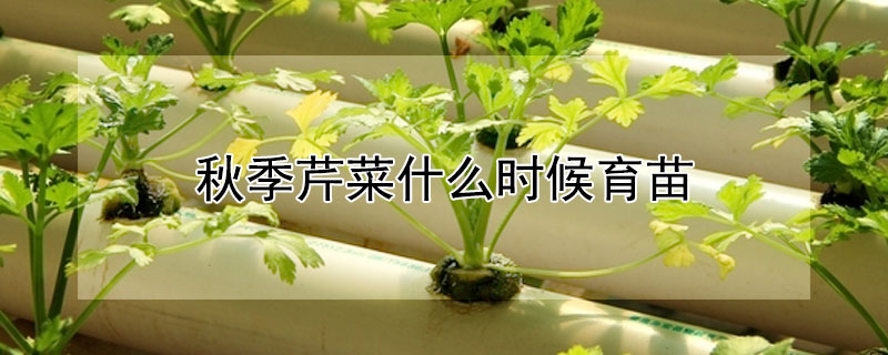 秋季芹菜什么时候育苗