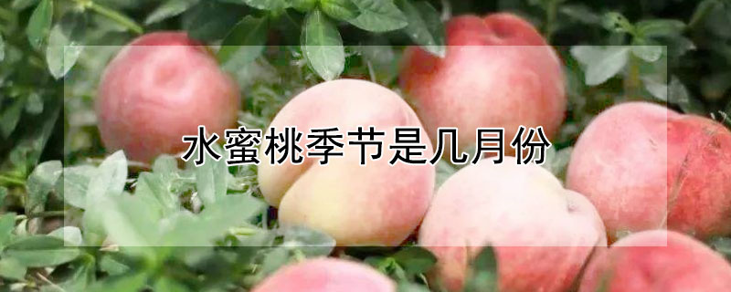 水蜜桃季节是几月份