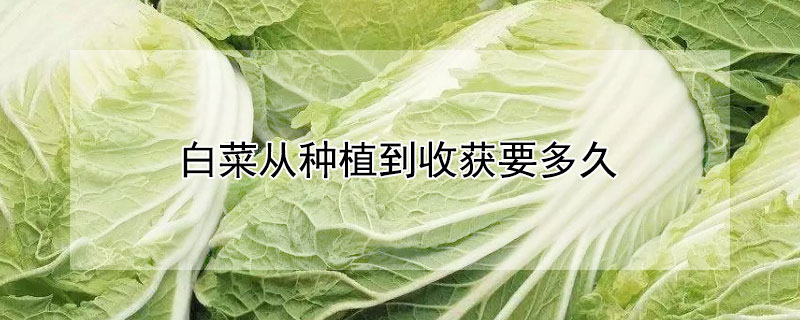 白菜从种植到收获要多久