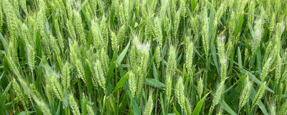山农23小麦特征及产量