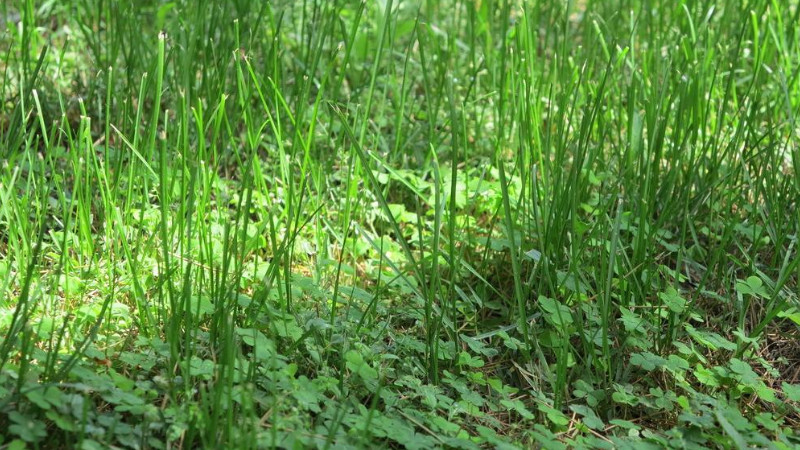 小草怎样繁殖