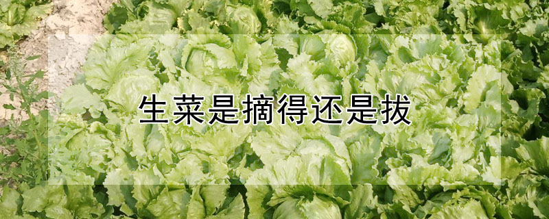 生菜是摘得还是拔