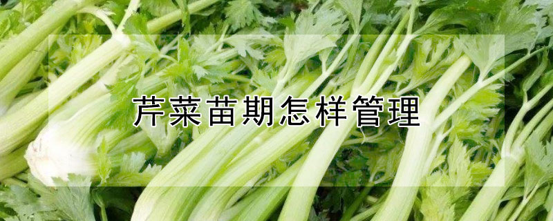 芹菜苗期怎样管理