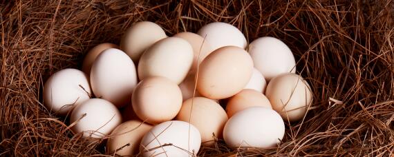 家鸡蛋和饲料蛋有区别吗