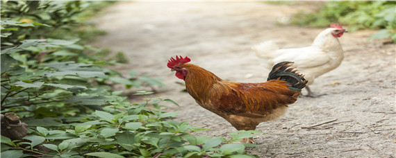 什么药可使鸡增加采食量