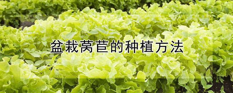 盆栽莴苣的种植方法